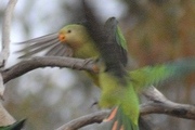 Superb Parrot (Polytelis swainsonii)